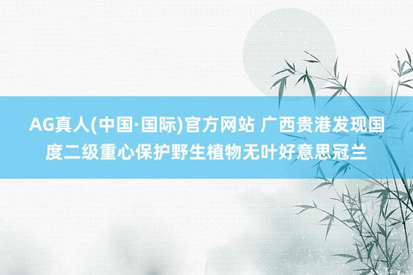 AG真人(中国·国际)官方网站 广西贵港发现国度二级重心保护野生植物无叶好意思冠兰